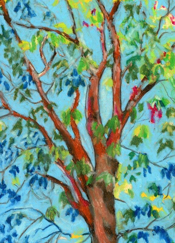 landscape arbutus for matisse tree fine art pastel victoria bc artist arabella young